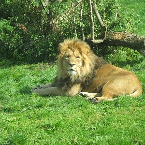 wallace male african lion