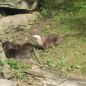 4 Asian Short Clawed Otter Pups