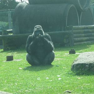 bukavu male western lowland gorilla