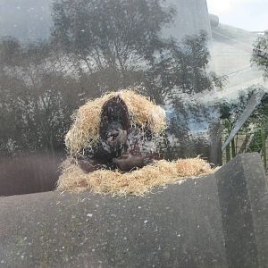 Cherie The Female Bornean Orangutan