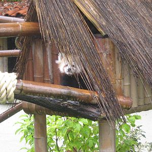 Chesnut The Female Western Red Panda