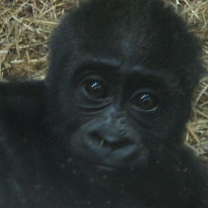 Meisie The Female Western Lowland Gorilla Baby