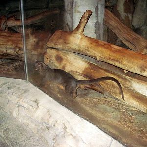 Kingdoms of the Night-Fossa