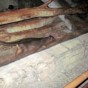 Kingdoms of the Night-Fossa