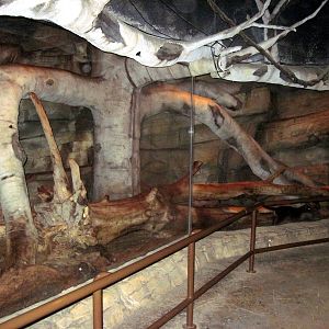 Kingdoms of the Night-Fossa Exhibit