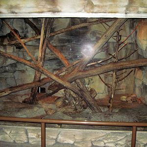 Kingdoms of the Night-Cacomistle Exhibit