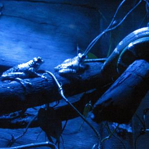 Kingdoms of the Night-Amazon Milky Tree Frog