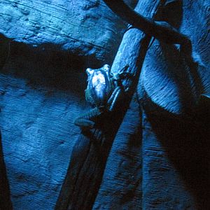 Kingdoms of the Night-File-eared Tree Frog