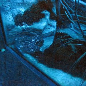 Kingdoms of the Night-Giant African Bullfrog