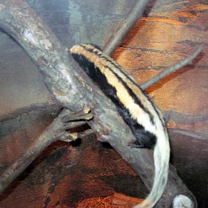 Kingdoms of the Night-White Naped Weasel