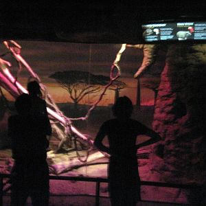 Kingdoms of the Night-African Diorama