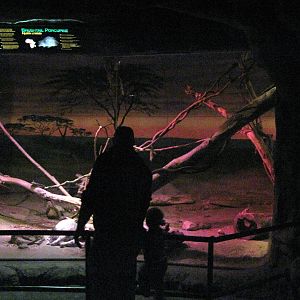 Kingdoms of the Night-African Diorama