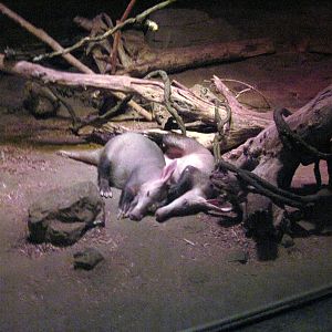 Kingdoms of the Night-Aardvarks