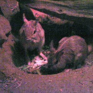 Kingdoms of the Night-Springhares