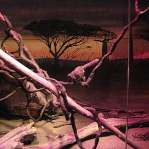 Kingdoms of the Night-Greater Galago