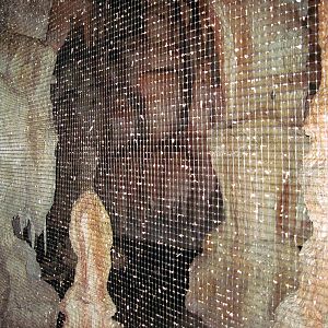 Kingdoms of the Night-Short-tailed Fruit Bat Exhibit