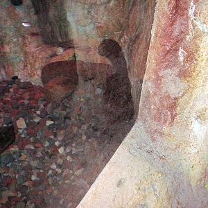 Kingdoms of the Night-Japanese Giant Salamander