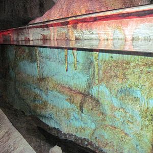 Kingdoms of the Night-Japanese Giant Salamander Exhibit