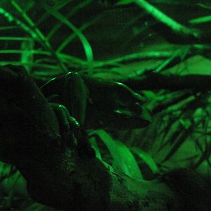 Kingdoms of the Night-Giant Monkey Leaf Frog