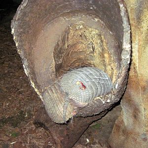 Kingdoms of the Night-Armadillos