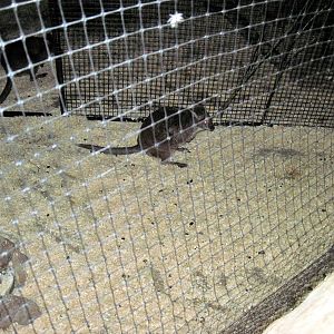 Kingdoms of the Night-Parma Wallaby