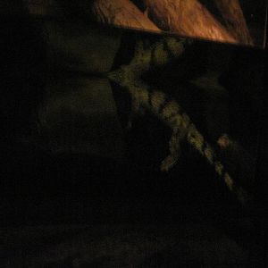 Kingdoms of the Night-Johnson's Crocodile