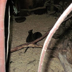 Kingdoms of the Night-Parma Wallaby