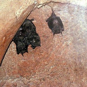 Kingdoms of the Night-Spear-nosed Bats