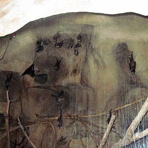 Kingdoms of the Night-Egyptian Fruit Bats