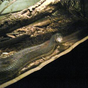 Kingdoms of the Night-Florida Pine Snake