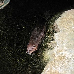 Kingdoms of the Night-Beaver