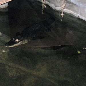 Kingdoms of the Night-American Alligator