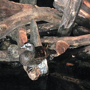 Kingdoms of the Night-Duck