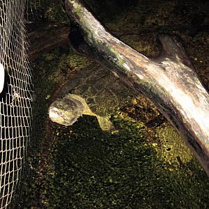 Kingdoms of the Night-Alligator Snapping Turtle