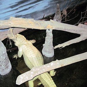 Kingdoms of the Night-White American Alligator