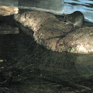 Kingdoms of the Night-Nutria