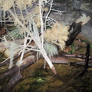 Kingdoms of the Night-American Bullfrog Exhibit