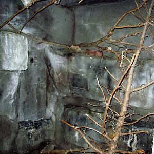 Kingdoms of the Night-Screech Owl Exhibit