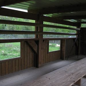 white lion viewing platform
