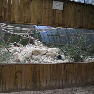 pallas cat exhibit