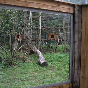 clouded leopard exhibit