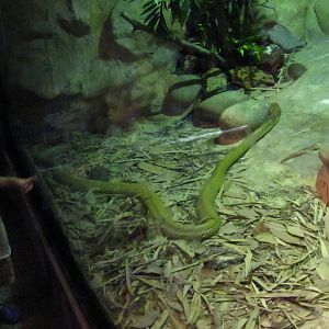 Reptile House - King Cobra