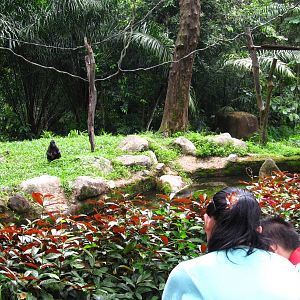 Primate Kingdom - Sulawesi Crested Macaque island