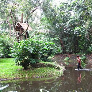 Primate Kingdom - Walking on water