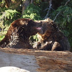Grizzly bears