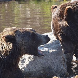 Grizzly bears