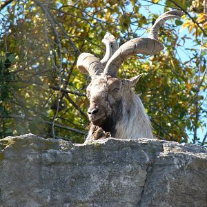 Markhor