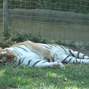 I'm waiting for you Toma...