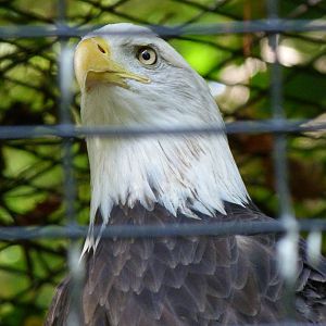 Bald Eagle