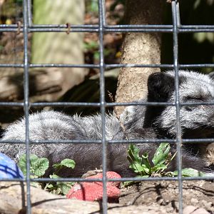 Red Fox with Gray Coat